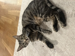 Katze sucht neues Zuhause 