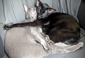 OKH Peterbald Kitten (w), kastriert, geimpft, entwurmt. Liebevoll, verspielt & einzigartig 