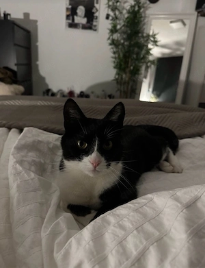 Liebesvolles Zuhause für EKH Katze gesucht