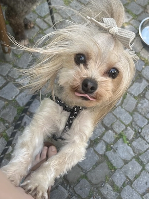 Mini Yorkshire Terrier Hündin, 2 Jahre alt, mit Stammbaum