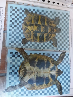 Zwei adulte griechische Landschildkröten Männchen, Testudo hermanni boettgeri, beide aus 2004