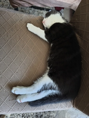 Liebes BKH Mädchen  Bild 10
