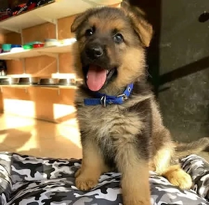 Super Deutsche Schäferhund Welpen