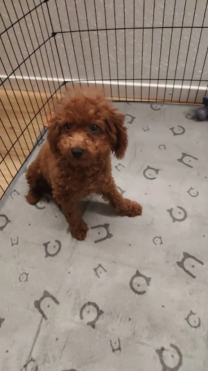 Pudelhund weibchen dunkelbraun 