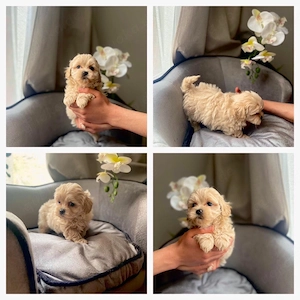 Maltipoo Mini Rüden Welpen
