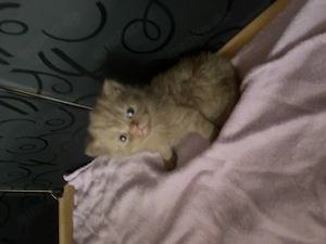 BKH Kitten vollständig geimpft 