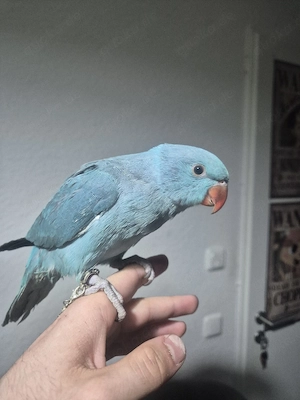 Baby Halsbandsittich Handzahm