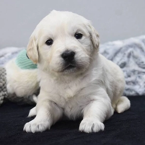 Entzückende, 12 Wochen alte Labradorwelpen suchen ein neues Zuhause.