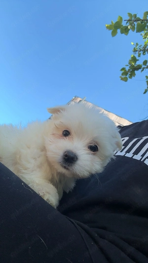 Maltipom Welpen Malteser Pomerania 