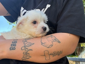Maltipom Welpen Malteser Pomeranian 