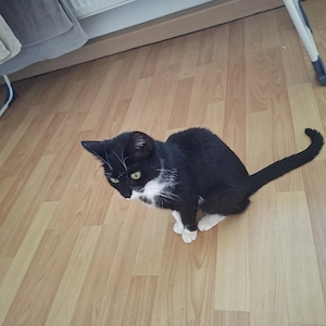 2 jährige katze