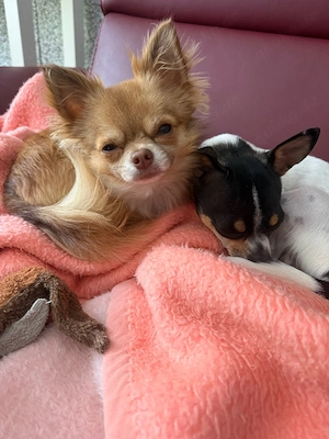 Bezaubernder Chihuahua Welpe (Weibchen) in gute Hände abzugeben  Bild 3