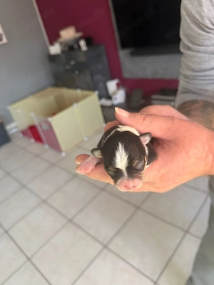 Bezaubernder Chihuahua Welpe (Weibchen) in gute Hände abzugeben  Bild 4