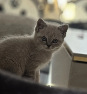 Bkh kater point tabby