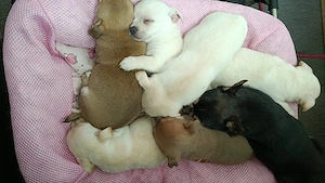 süße Chihuahua Welpen (keine Minis)