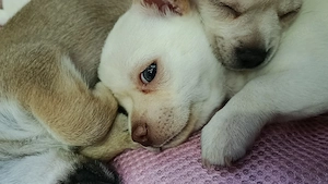 süße Chihuahua Welpen 