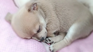 süße Chihuahua Welpen (keine Minis)