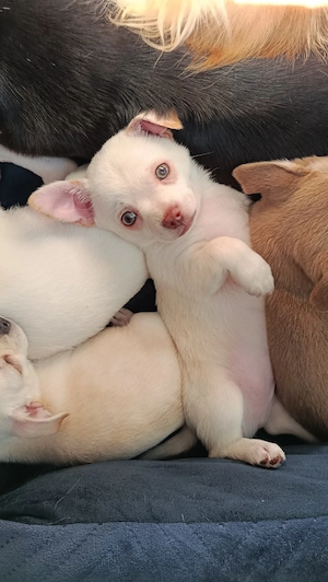 süße Chihuahua Welpen 