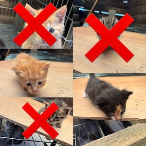 Süße Baby Katzen 