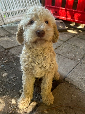 Noch zwei süße Lagotto Welpen suchen ein Zuhause 
