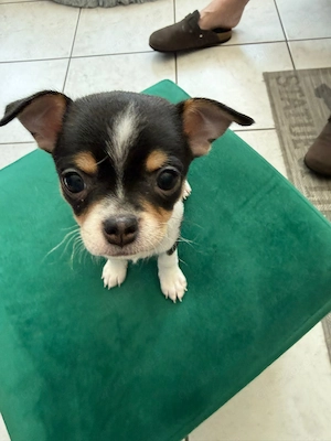 Bezaubernder Chihuahua Welpe (Weibchen) in gute Hände abzugeben  Bild 6