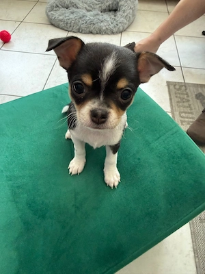 Bezaubernder Chihuahua Welpe (Weibchen) in gute Hände abzugeben  Bild 5