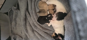 Bezaubernder Chihuahua Welpe (Weibchen) in gute Hände abzugeben  Bild 8