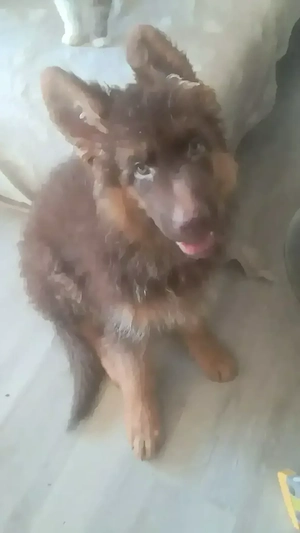 Altdeutsche Schäferhunde in braun