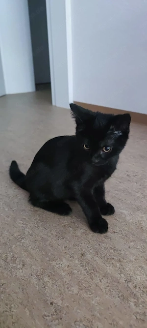 Liebevolles schwarzes Katzenmädchen sucht ihr Für-Immer-Zuhause 