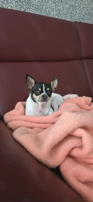 Bezaubernder Chihuahua Welpe (Weibchen) in gute Hände abzugeben  Bild 2
