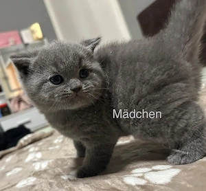 Babykatzen suchen ein liebvolles Zuhause
