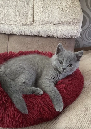 Kitten BKH