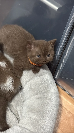Bkh Kitten 