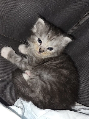 maicoon kitten