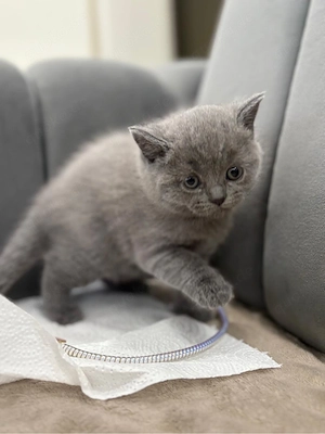 Katzenbaby