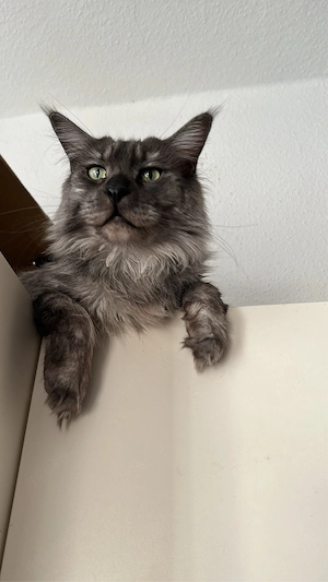 Maine Coon Kater in liebevolle Hände  Bild 2