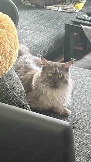 Maine Coon Kater in liebevolle Hände  Bild 4