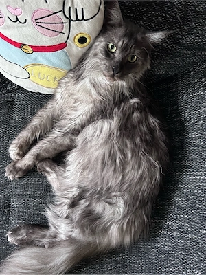 Maine Coon Kater in liebevolle Hände  Bild 3