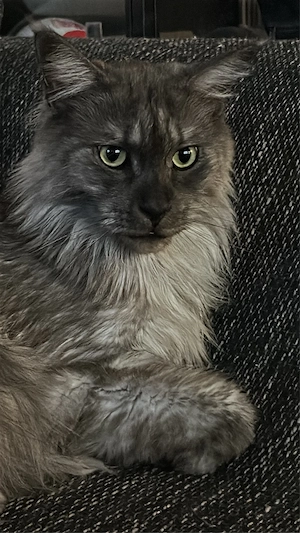 Maine Coon Kater in liebevolle Hände  Bild 5