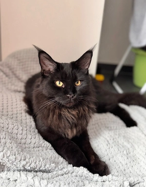 Chloé sucht ein neues Für-immer-Zuhause  