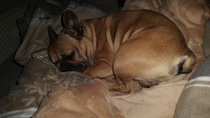 Hund abzugeben in Liebe volle Hände  Bild 2