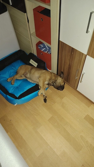 Hund abzugeben in Liebe volle Hände 