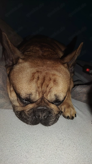 Hund abzugeben in Liebe volle Hände  Bild 3