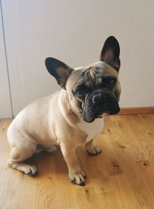 Toller Familienhund: Französische Bulldogge (Rüde, 1 Jahr) sucht Bestplatz!