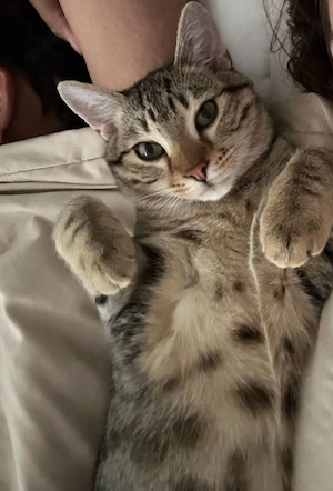 Junges Kitten sucht eine neue Familie