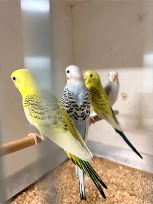Wellensittiche Texas Clear Body (TCB)