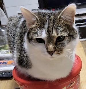 katze in gute hände abzugeben