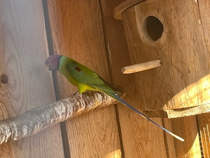 Verkaufe Vielfarben Sittiche Bild 2