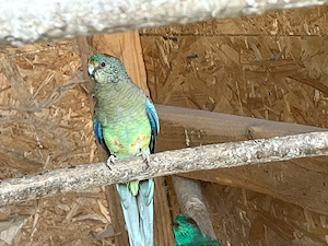 Verkaufe Vielfarben Sittiche Bild 4