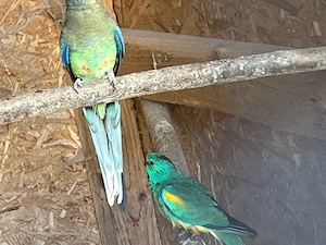 Verkaufe Vielfarben Sittiche Bild 3